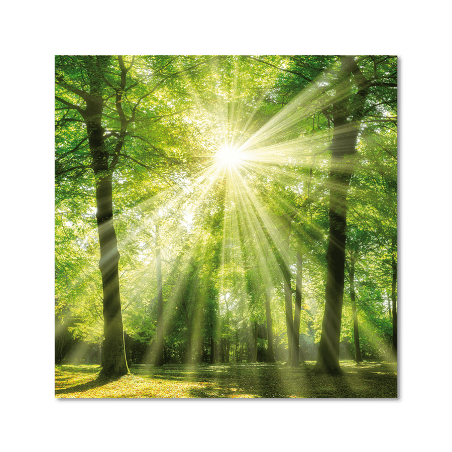 Canvas FOREST 35x35cm Canvas FOREST 35x35cm