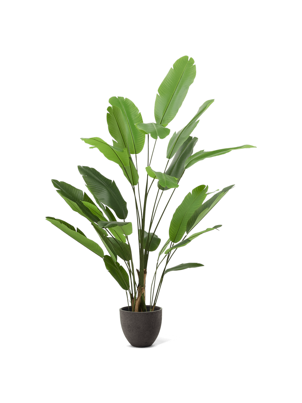 Kunstboom Musa (banaan) met zwarte pot 210 cm