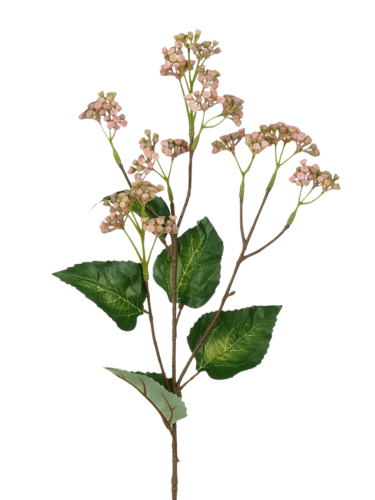 Hedera Roze