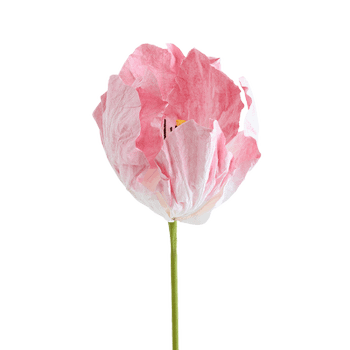 Bloem LOOK Papier Roze Bloem LOOK Papier Roze