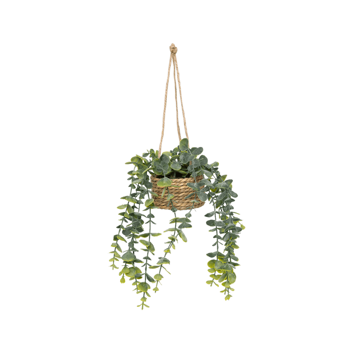 Hangplant PATRI in Mand Ass.