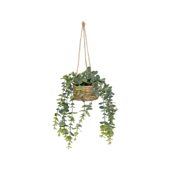 Hangplant PATRI in Mand Ass. Hangplant PATRI in Mand Ass.