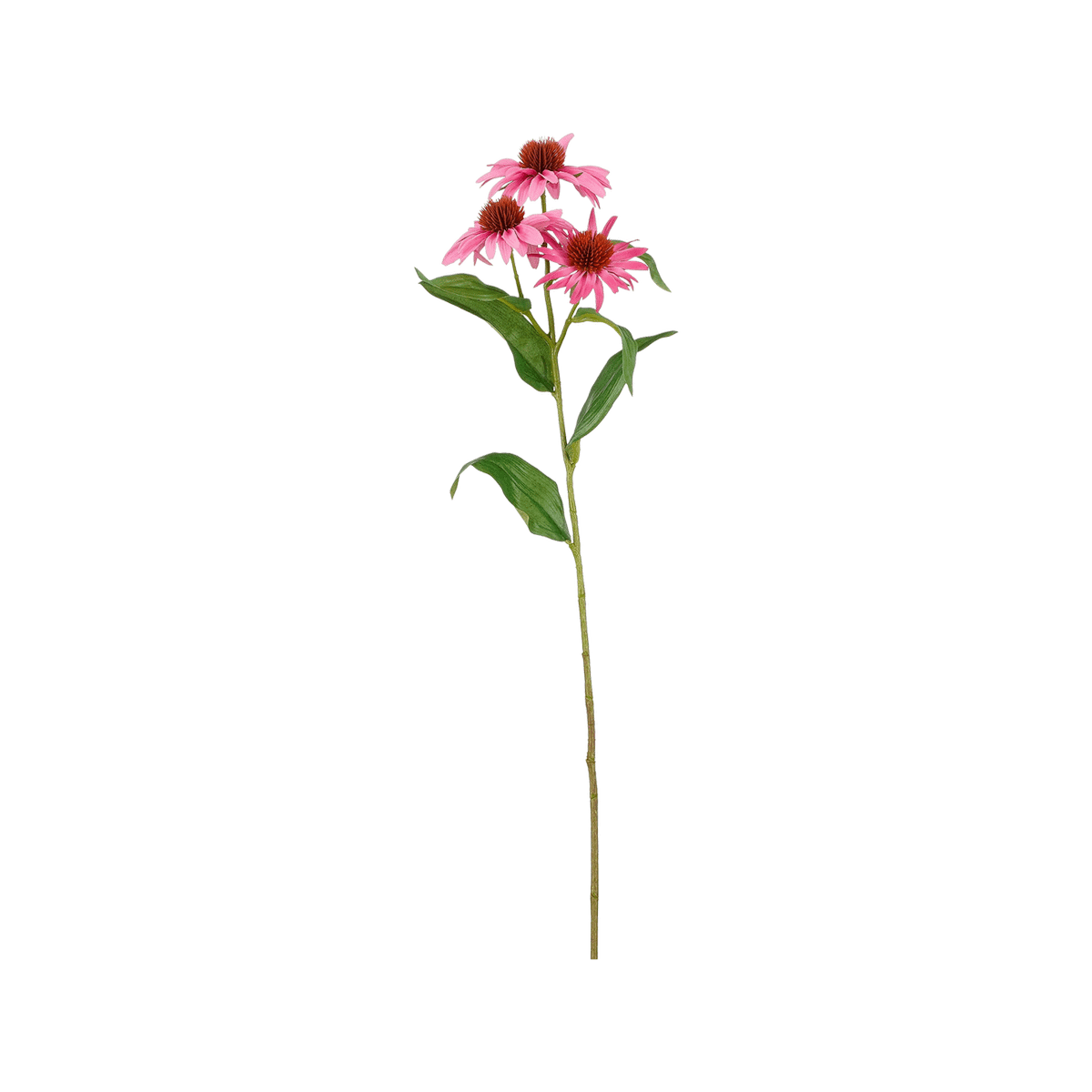 Echinacea Roze