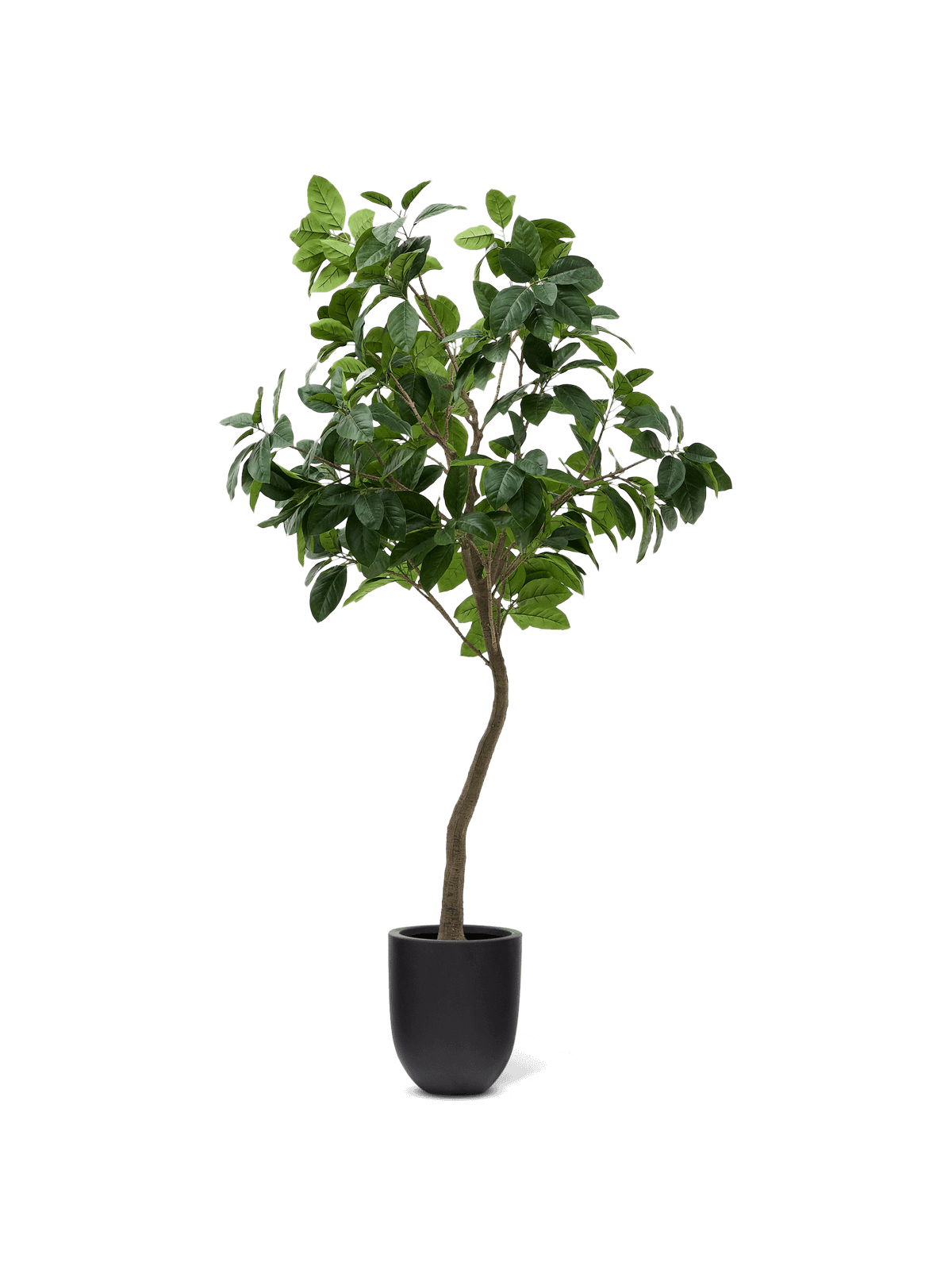 Kunstboom Ficus met zwarte pot 210 cm
