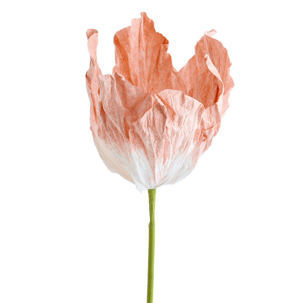 Bloem LOOK Papier Peach