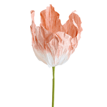 Bloem LOOK Papier Peach Bloem LOOK Papier Peach