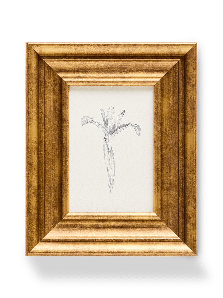 Yalira schilderij met botanische illustratie 33 x 41 cm