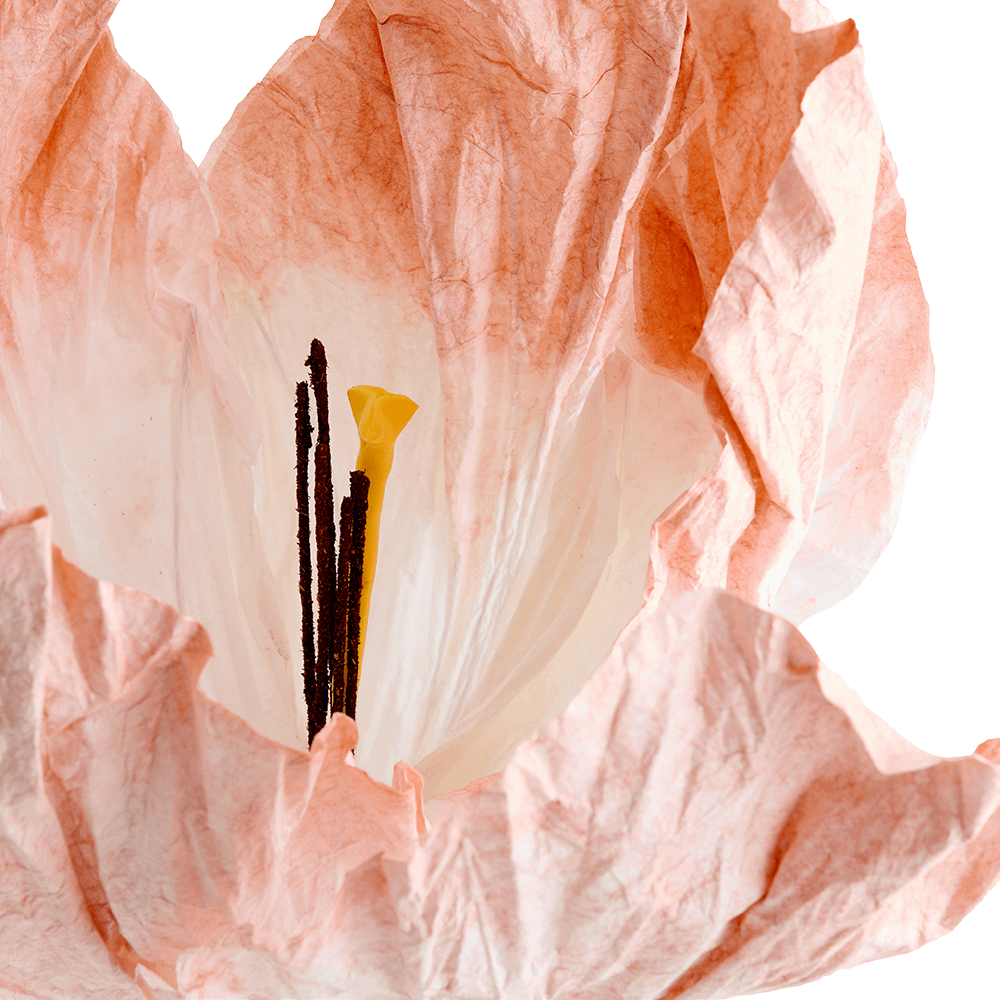 Bloem LOOK Papier Peach Bloem LOOK Papier Peach