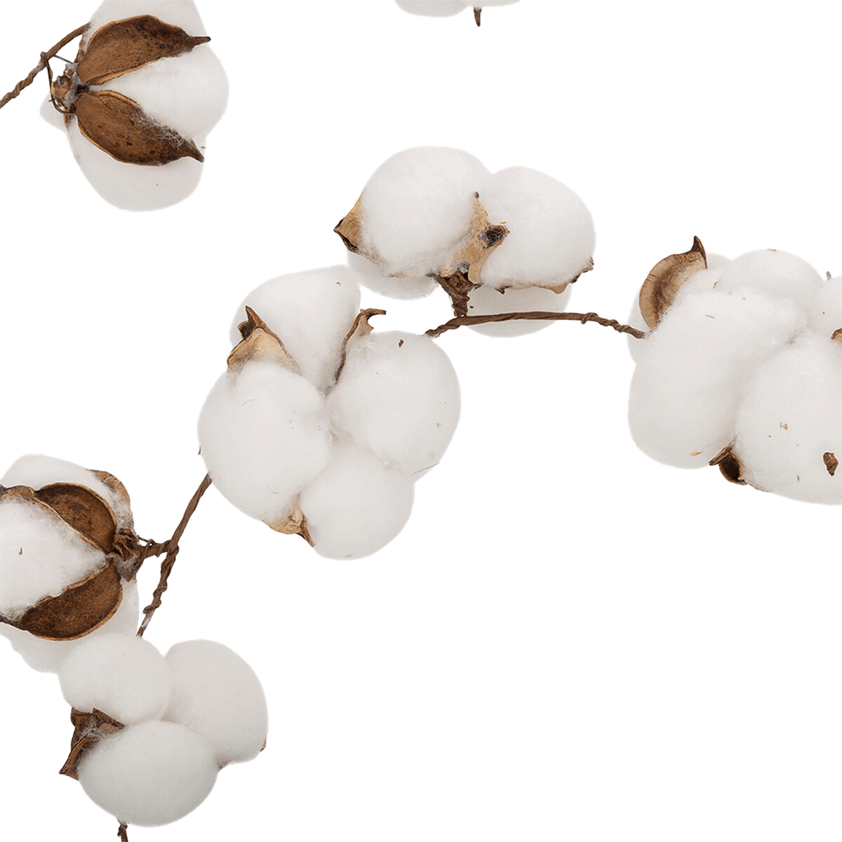 Slinger COTTON Katoenknoppen