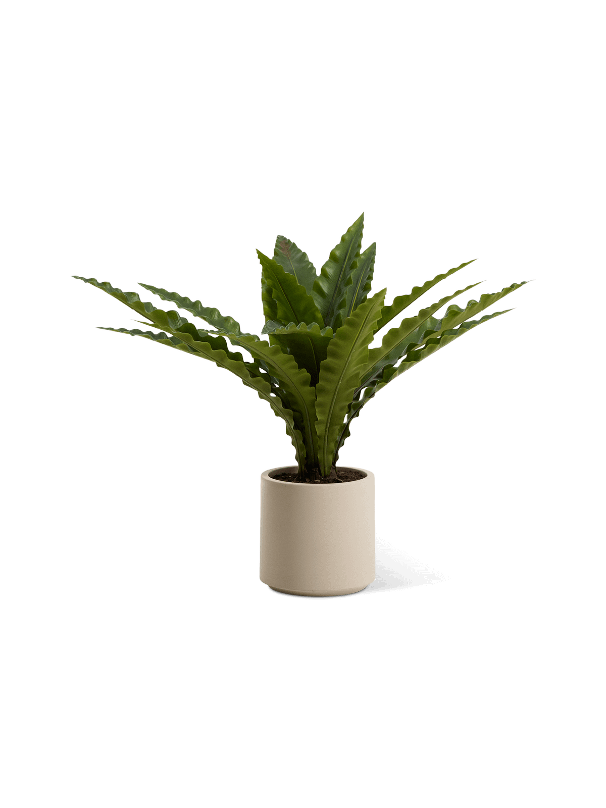 Kunstmatige neottopteris-plant met witte pot