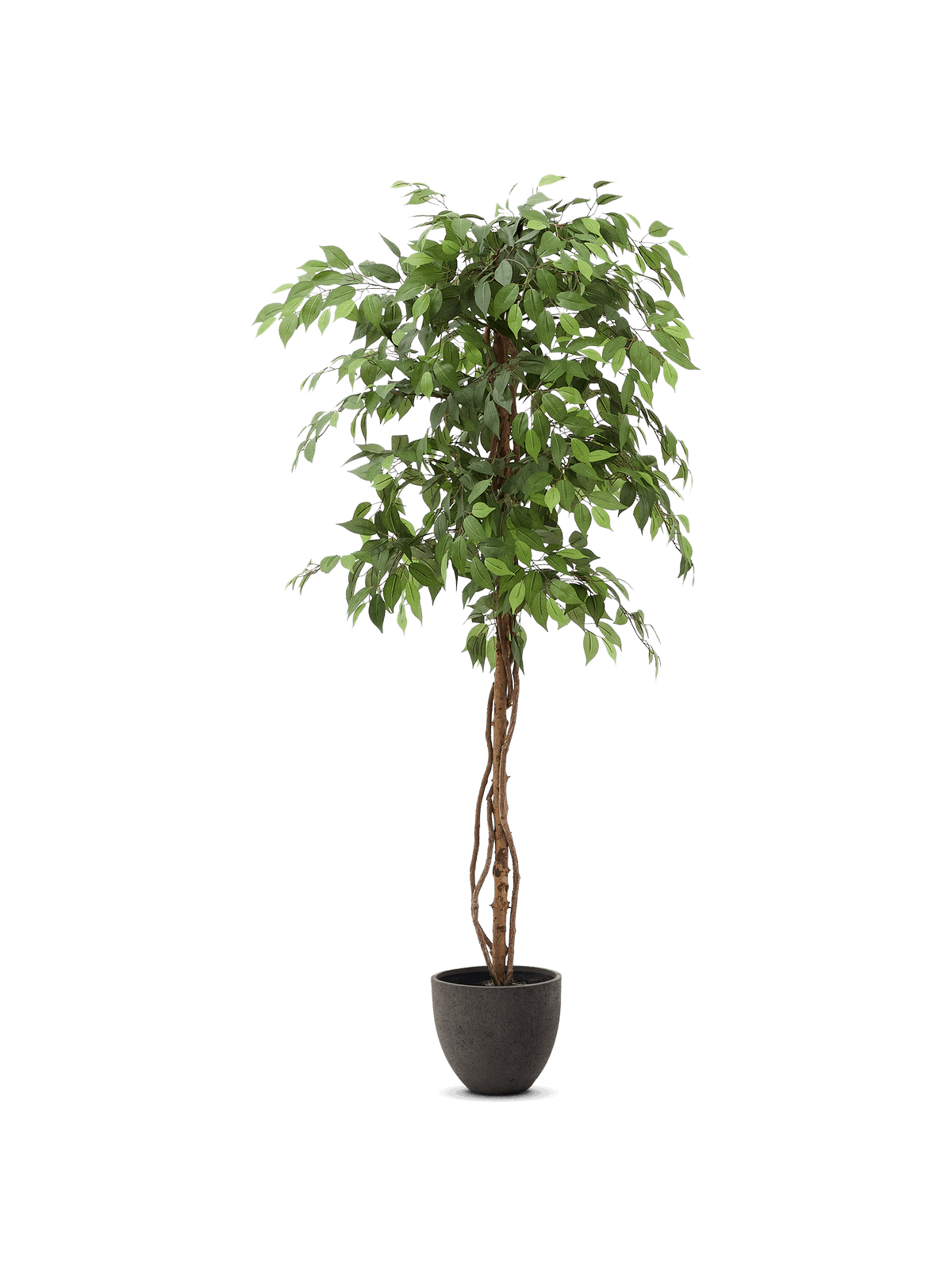 Kunstboom Ficus met zwarte pot 180 cm