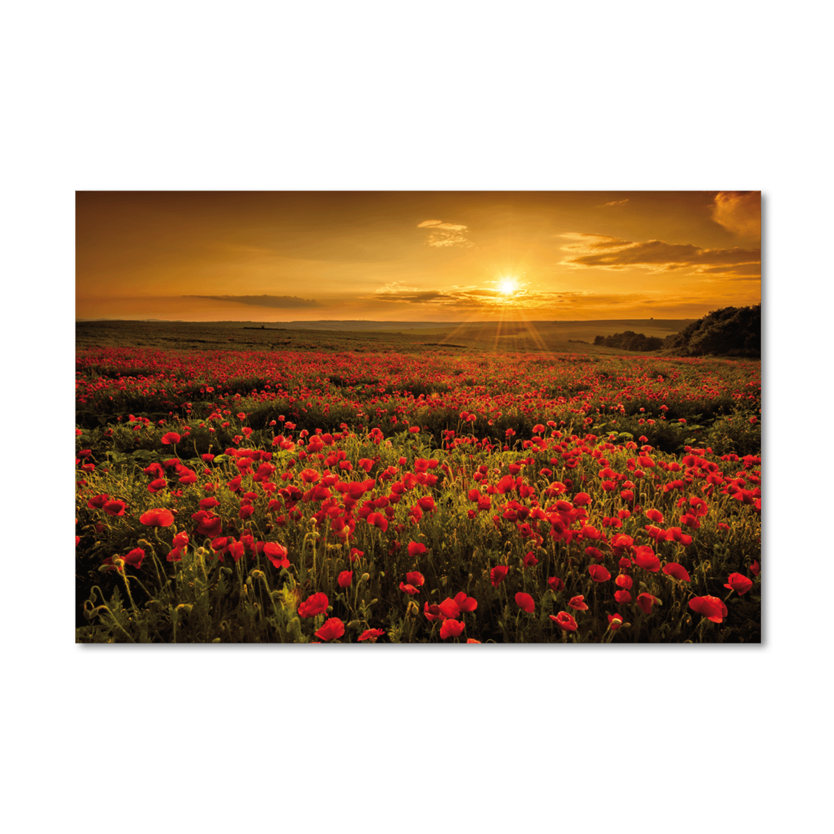 Canvas FLOWER FIELD 118x78cm Y14350009378 Ygo