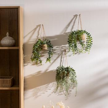 Hangplant PATRI in Mand Ass. Hangplant PATRI in Mand Ass.