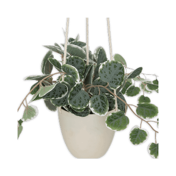 Artificiële Hangplant Lour Groen Artificiële Hangplant Lour Groen