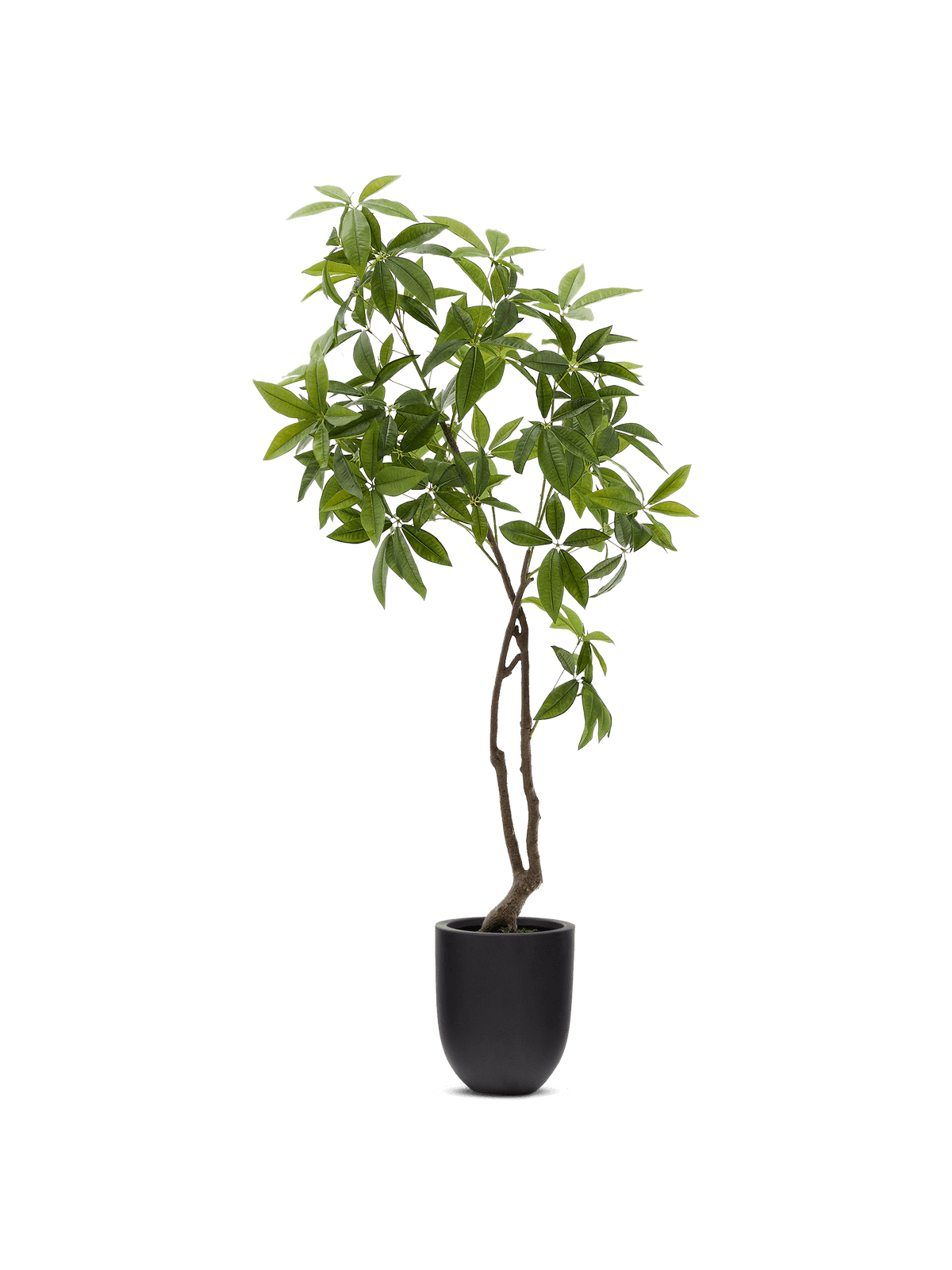 Kunstboom Pachira met zwarte pot 180 cm