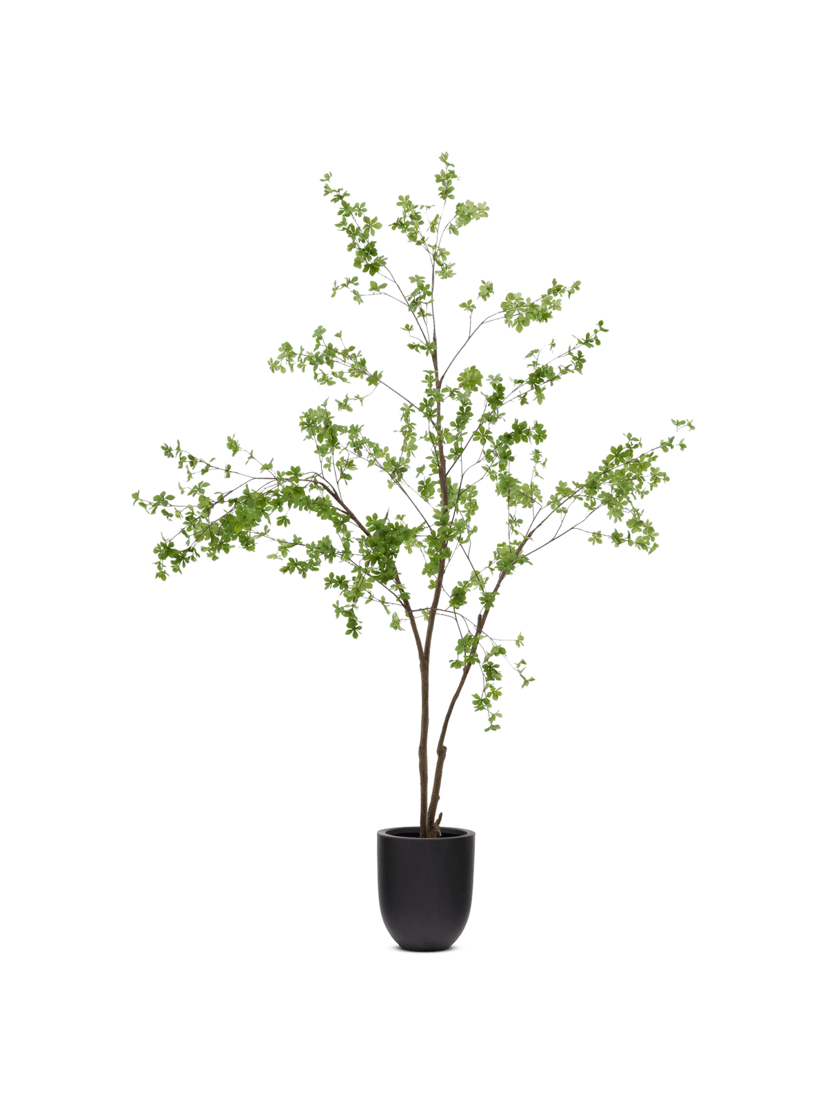 Enkianthus-kunstboom met zwarte pot 214 cm