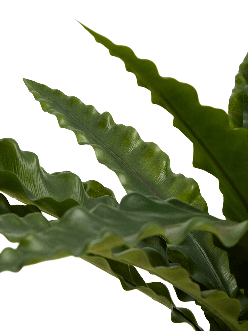 Kunstmatige neottopteris-plant met witte pot