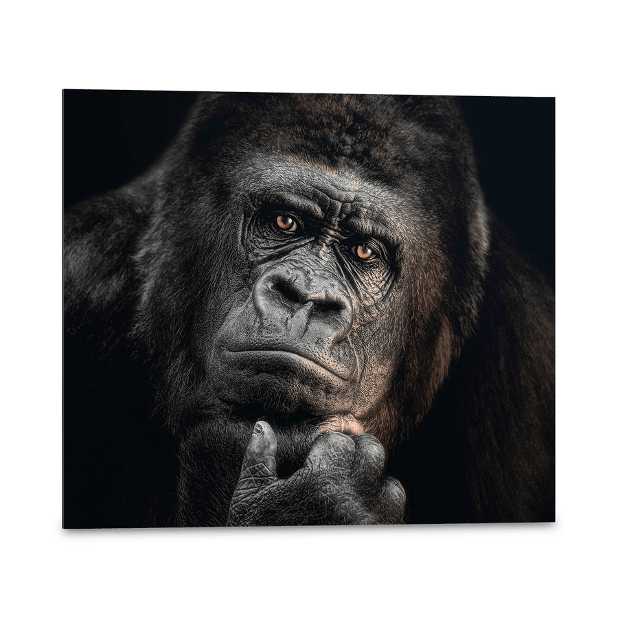 Canvas REI Gorilla Thinking 50x40 Canvas REI Gorilla Thinking 50x40