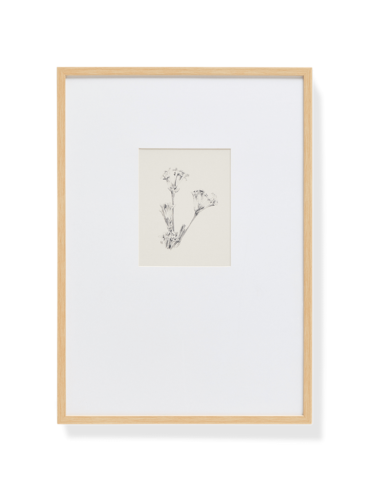 Lirena schilderij met botanische illustratie 50 x 70 cm