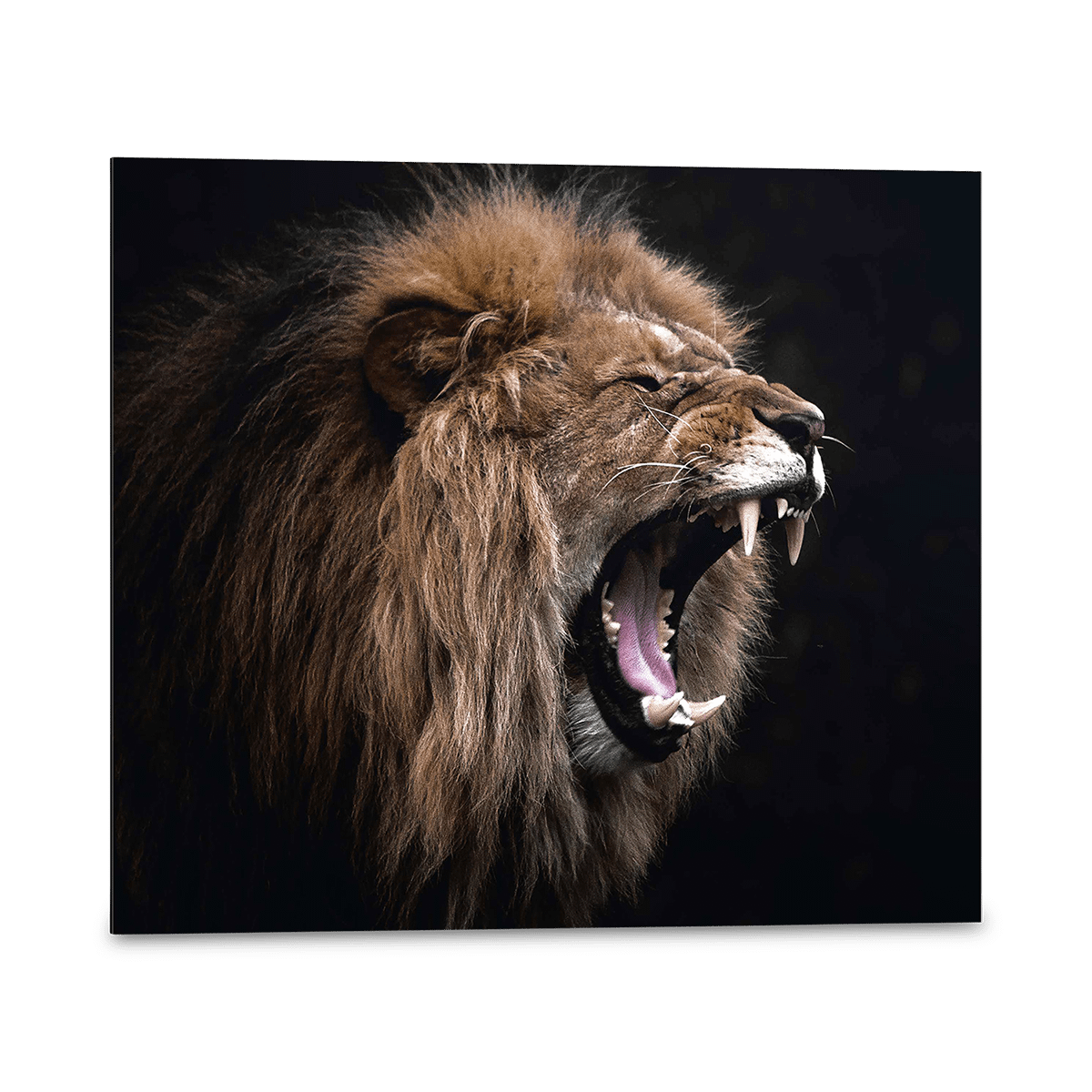 Canvas REI Roaring Lion 50x40